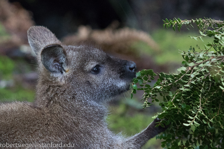 wallaby eating